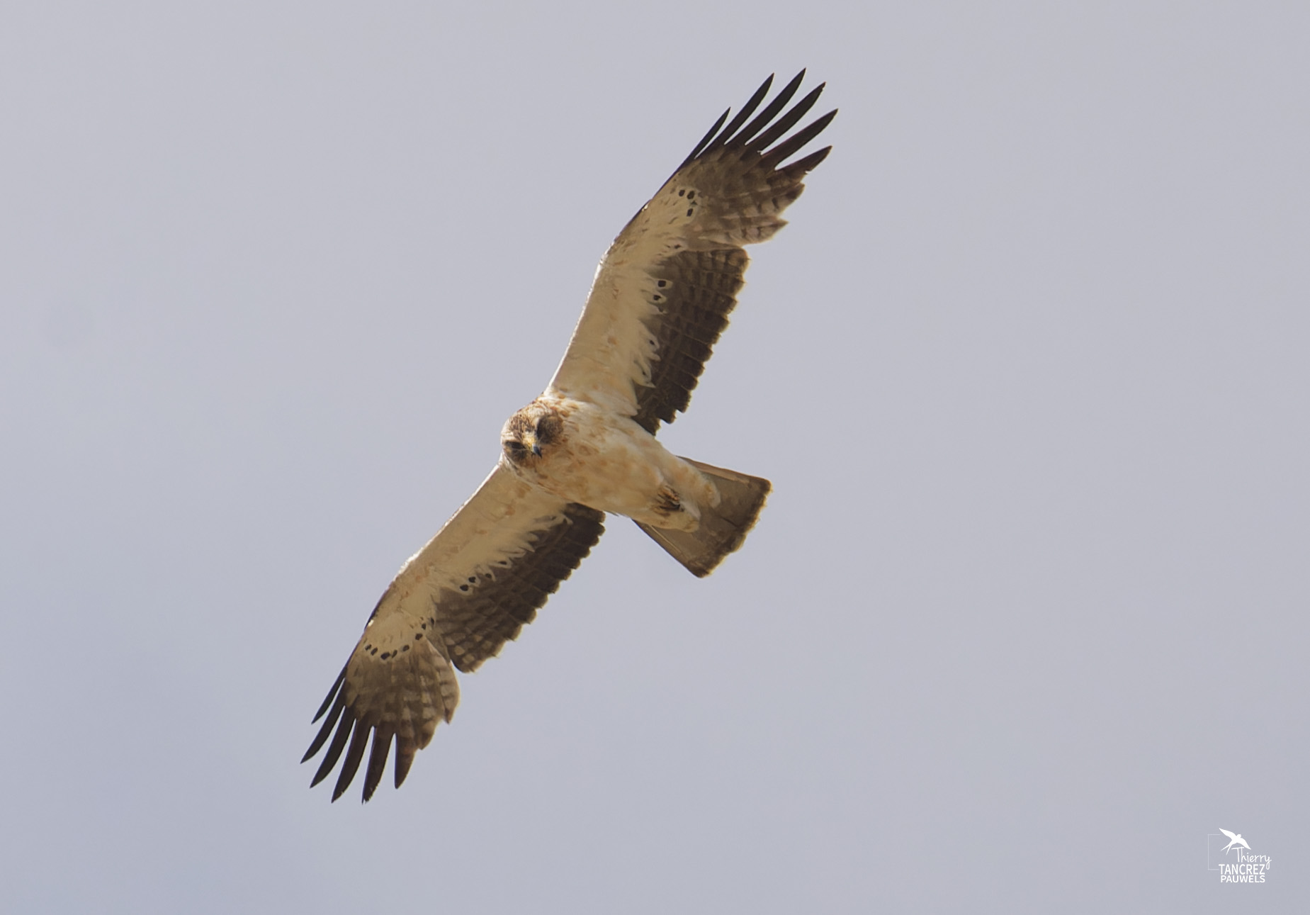 Aperçu Aigle botté