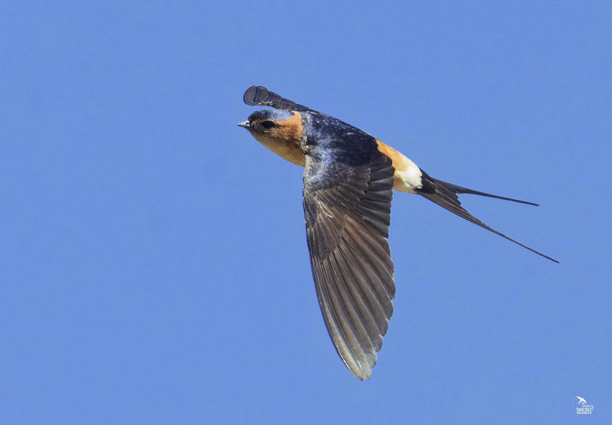 Aperçu Hirondelle rousseline