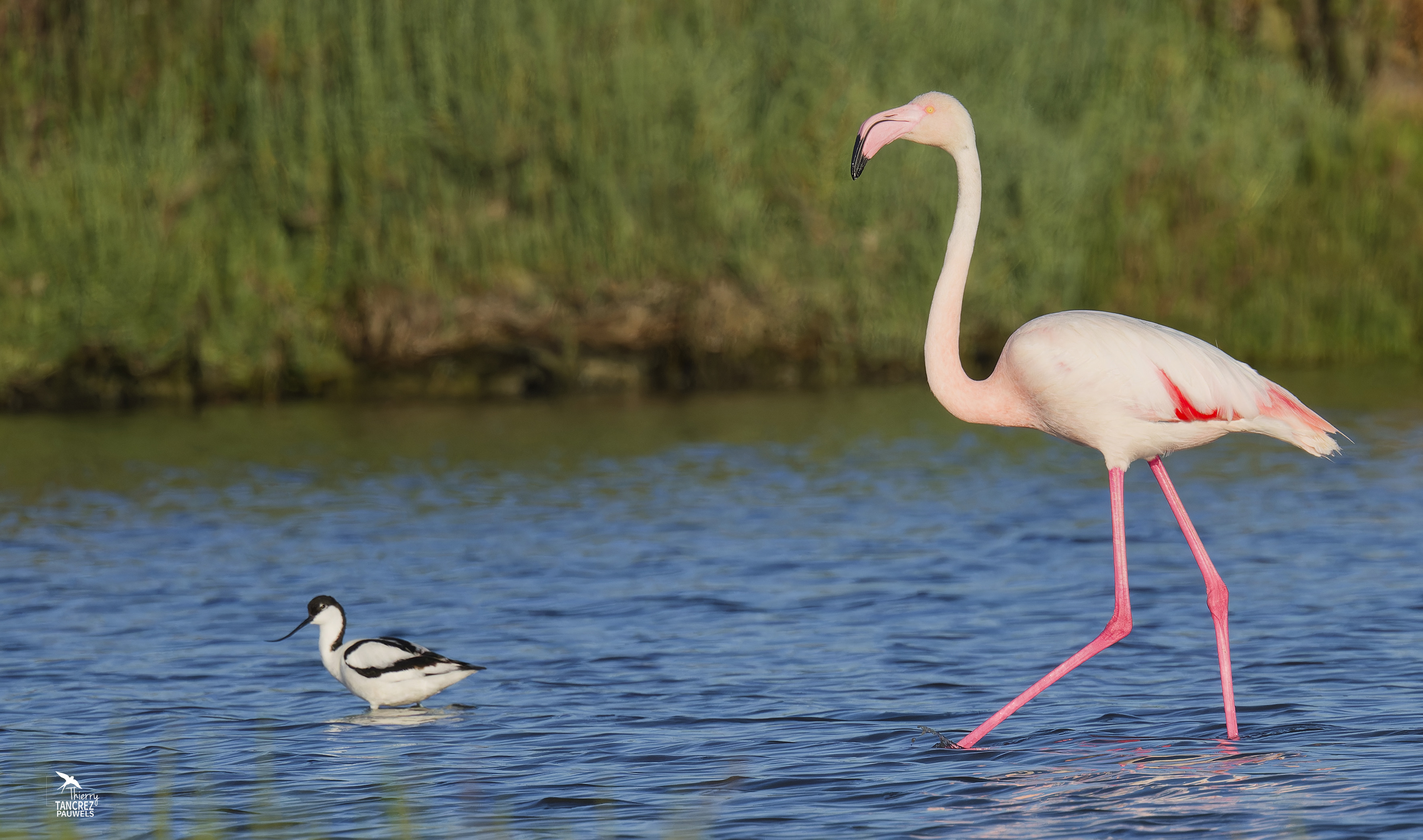 Aperçu Flamant rose