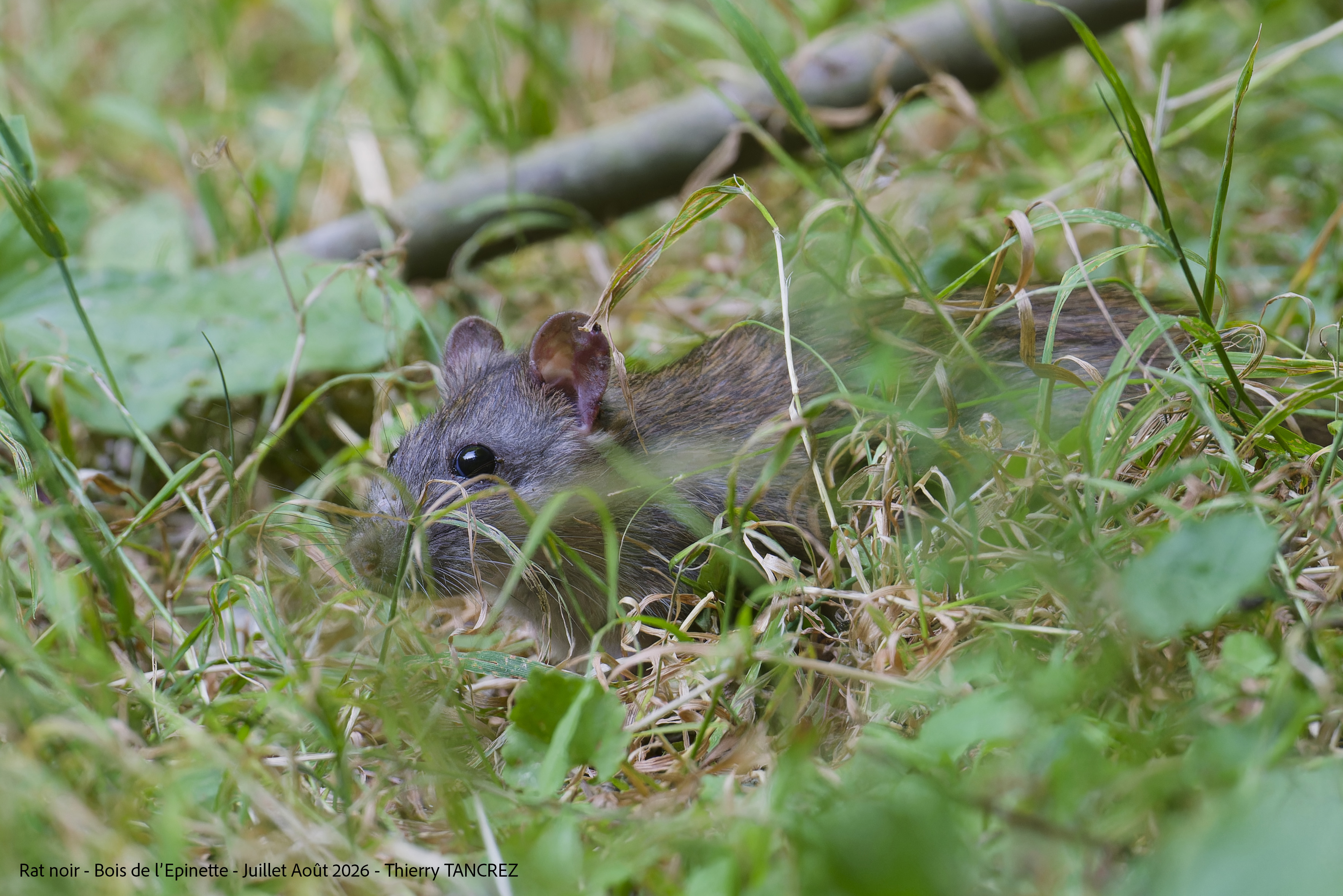 Rat noir