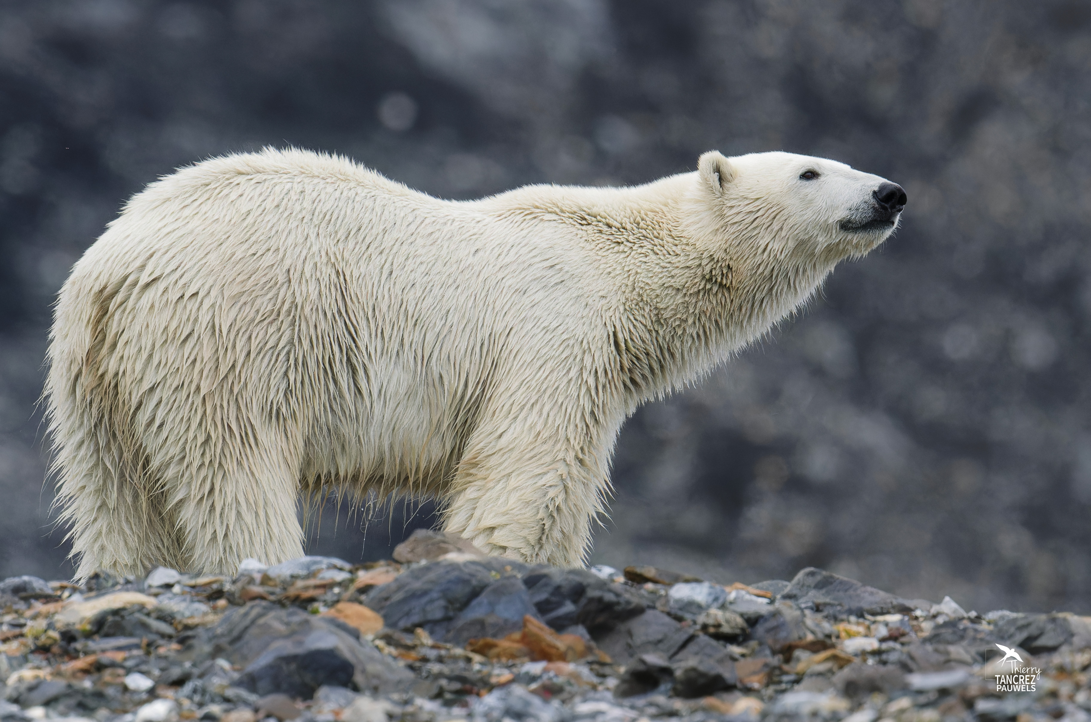 Ours blanc