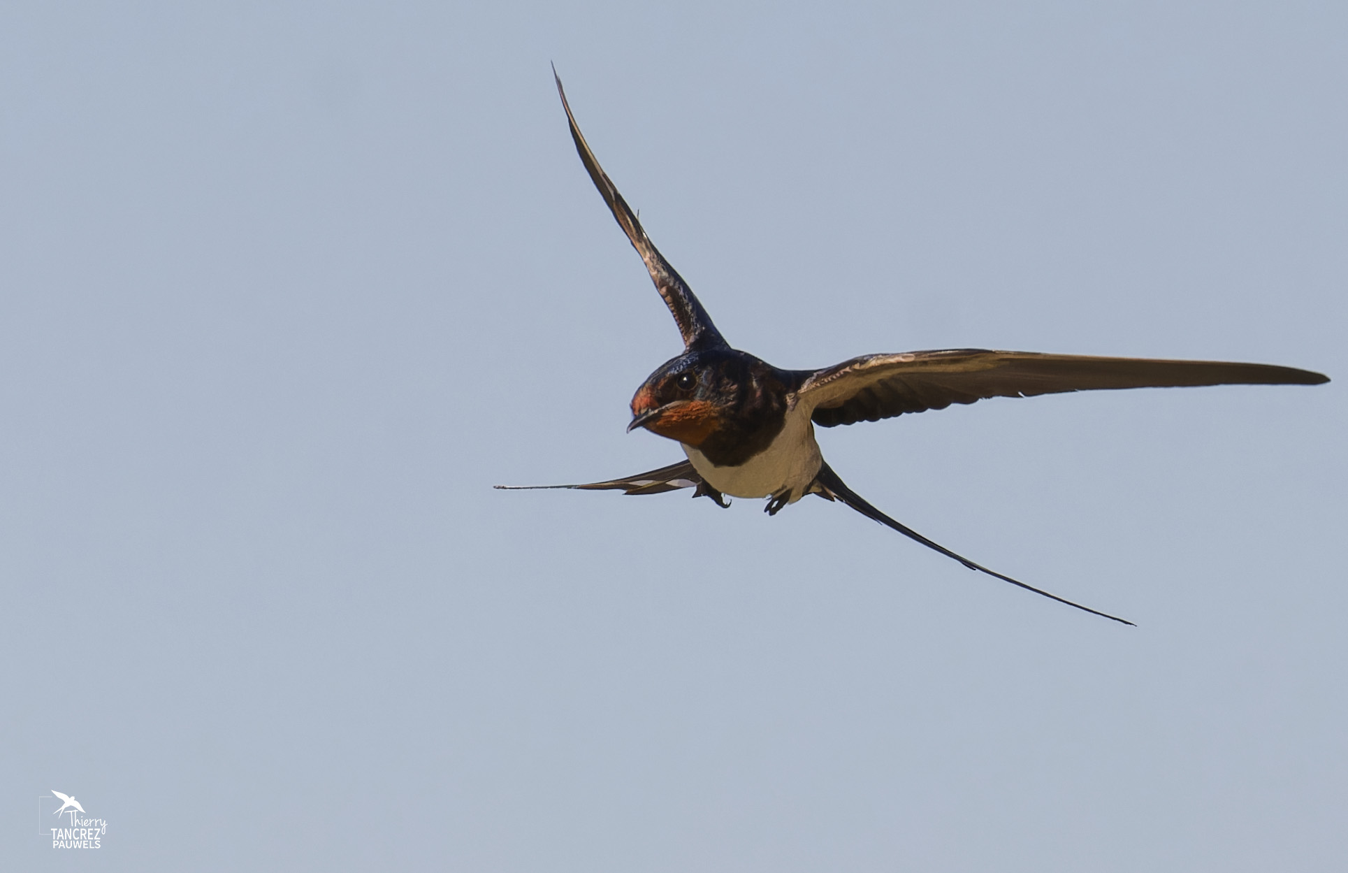 Hirondelle rustique