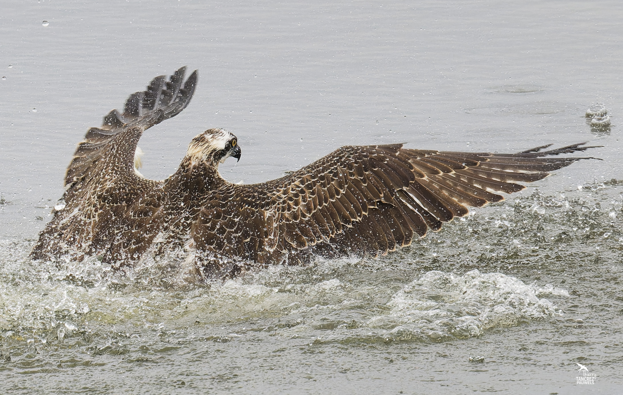 Balbuzard pêcheur