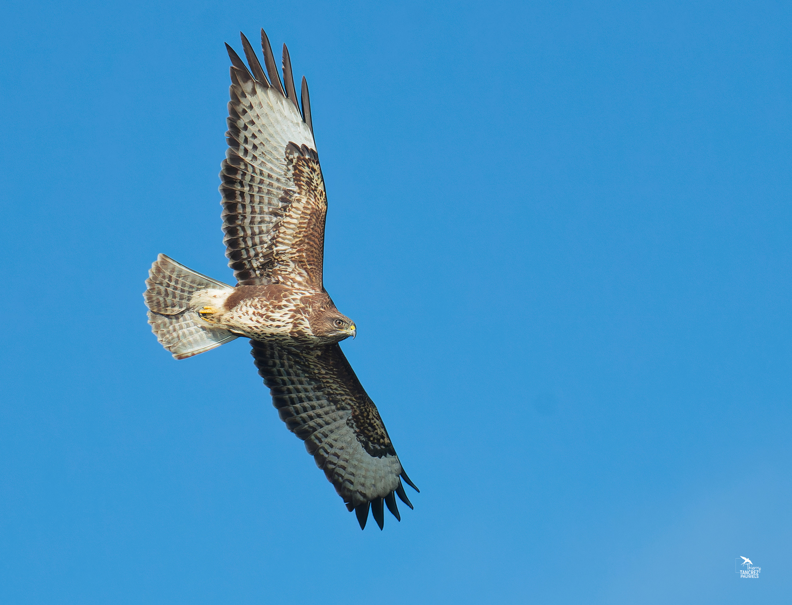 Buse variable