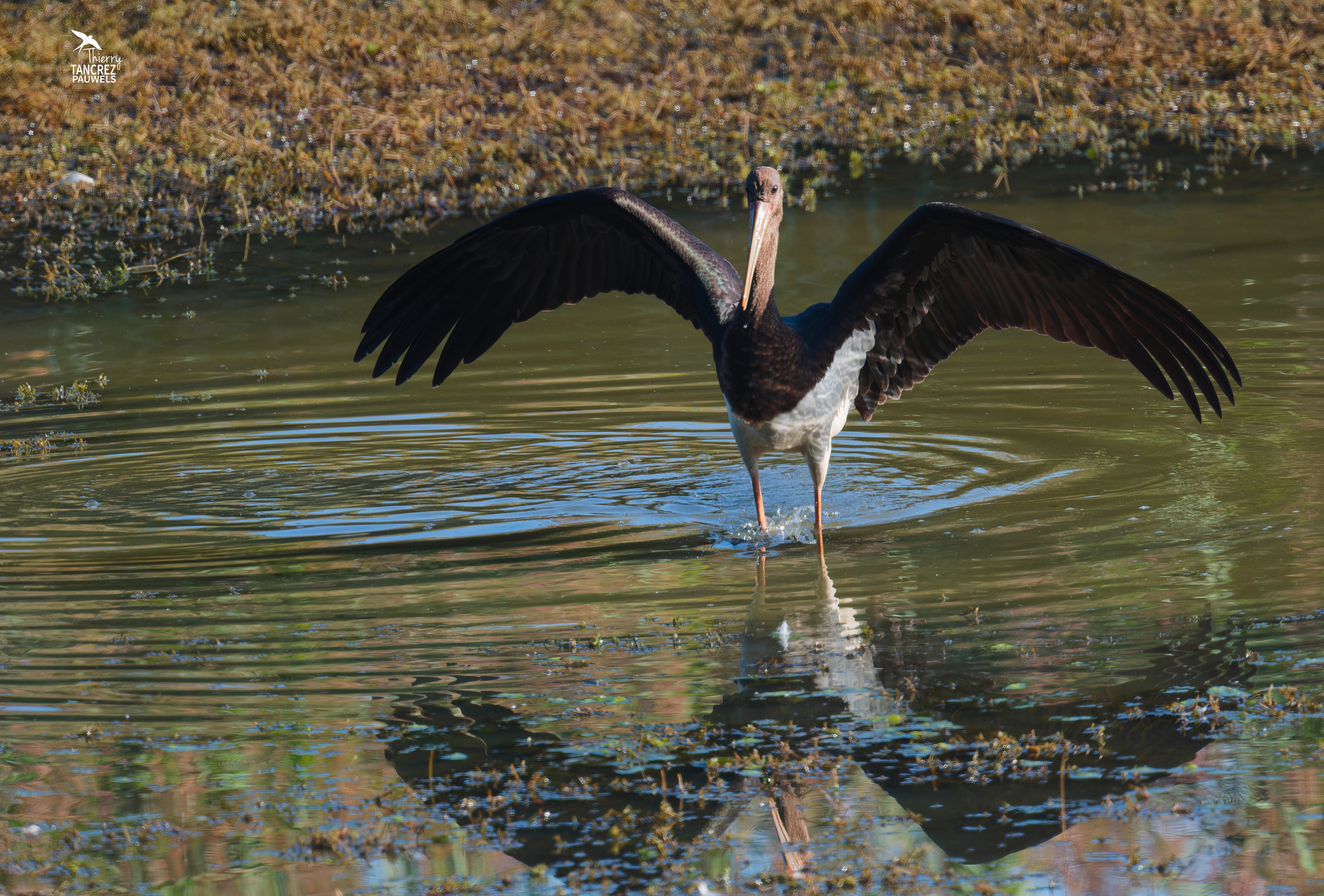 Cigogne noire
