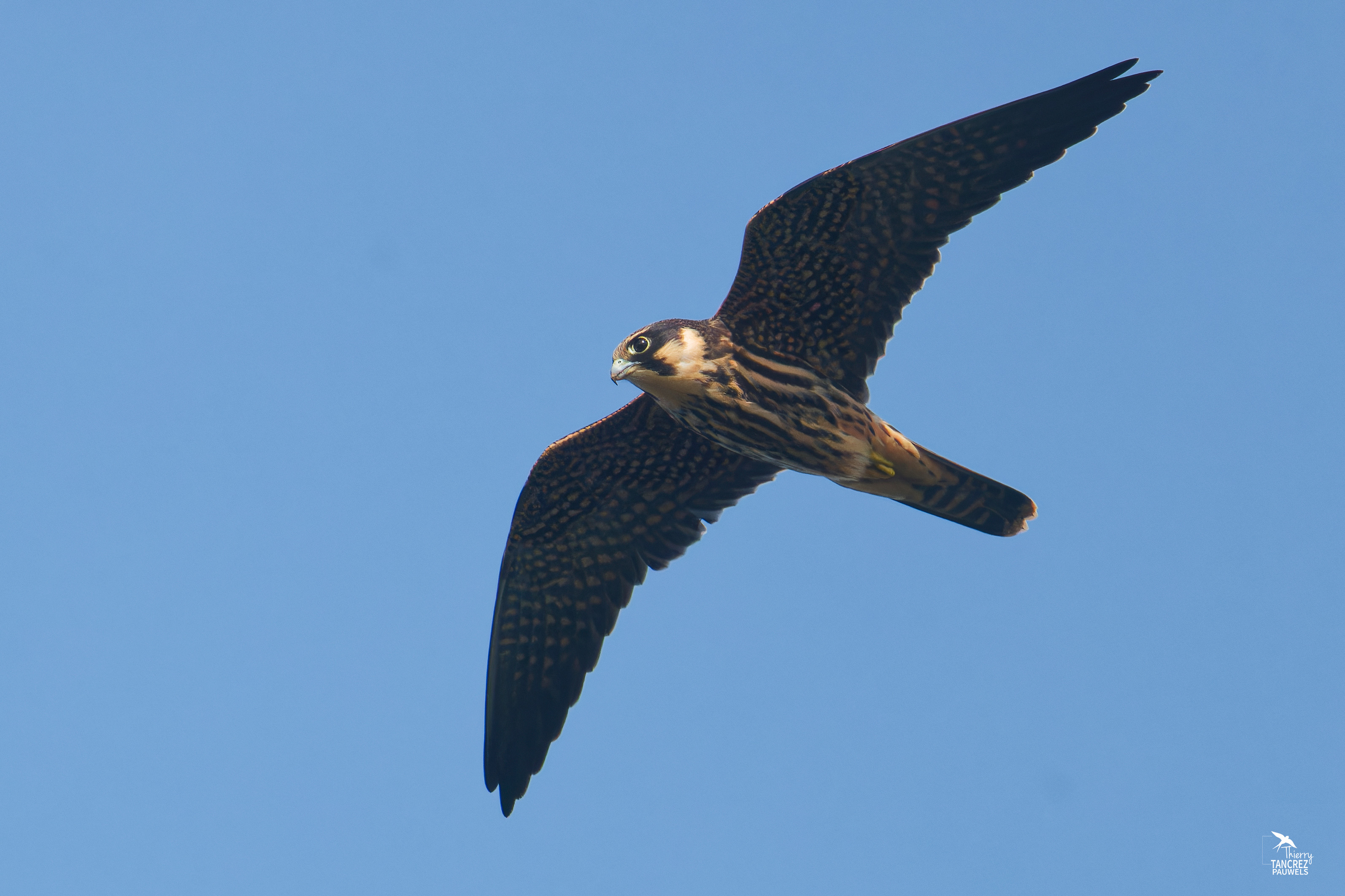 Faucon hobereau ( immature )