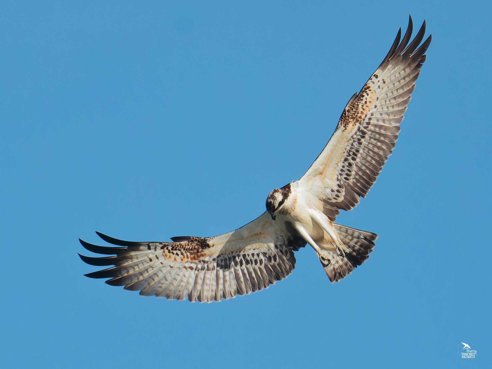 Balbuzard pêcheur